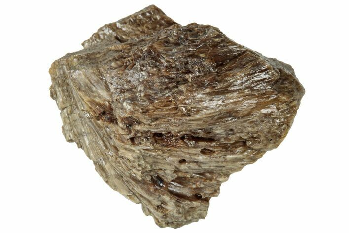 Fossil Tyrannosaur (T rex) Bone Section - Wyoming #313895